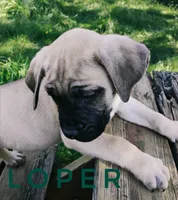 Loper, a male English Mastiff for sale in Kettle Falls, WA – 4 of 10