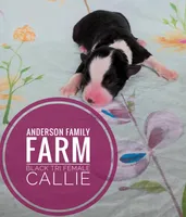 Callie, a female Miniature Australian Shepherd for sale in Kettle Falls, WA – 3 of 3