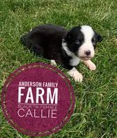 Callie, a female Miniature Australian Shepherd for sale in Kettle Falls, WA – 3 of 6