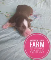 Anna, a female Miniature Australian Shepherd for sale in Kettle Falls, WA – 2 of 3