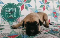 Loper, a male English Mastiff for sale in Kettle Falls, WA – 6 of 9