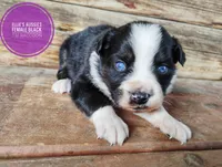 Raccoon, a female Miniature Australian Shepherd for sale in Kettle Falls, WA – 7 of 7