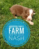 Nash, a male Miniature Australian Shepherd for sale in Kettle Falls, WA – 3 of 6