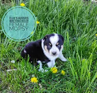 Mopsy , a female Australian Cattle Dog and Miniature Australian Shepherd for sale in Kettle Falls, WA – Photo 4 of 7