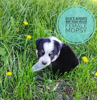 Mopsy , a female Australian Cattle Dog and Miniature Australian Shepherd for sale in Kettle Falls, WA – Photo 3 of 7