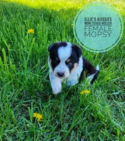 Mopsy , a female Australian Cattle Dog and Miniature Australian Shepherd for sale in Kettle Falls, WA – Photo 5 of 7