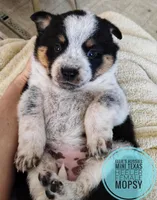 Mopsy , a female Australian Cattle Dog and Miniature Australian Shepherd for sale in Kettle Falls, WA – Photo 2 of 7