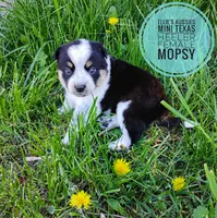 Mopsy , a female Australian Cattle Dog and Miniature Australian Shepherd for sale in Kettle Falls, WA – Photo 6 of 7