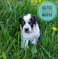 Mopsy , a female Australian Cattle Dog and Miniature Australian Shepherd for sale in Kettle Falls, WA – Photo 7 of 7