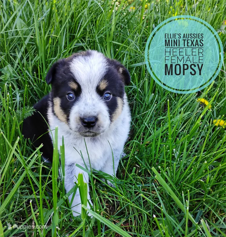 Mopsy  – Australian Cattle Dog, Miniature Australian Shepherd puppy for sale in Kettle Falls, WA