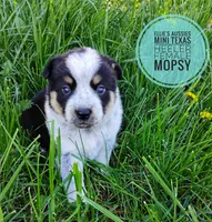 Mopsy , a female Australian Cattle Dog and Miniature Australian Shepherd for sale in Kettle Falls, WA – Photo 1 of 7