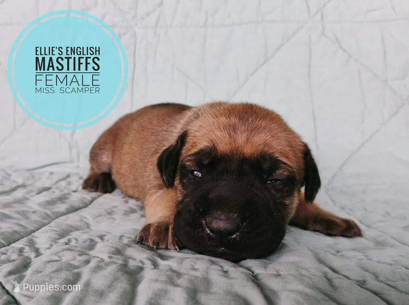 Miss. Scamper  – English Mastiff puppy for sale in Kettle Falls, WA