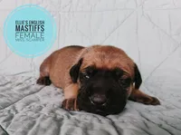 Miss. Scamper , a female English Mastiff for sale in Kettle Falls, WA – 1 of 9