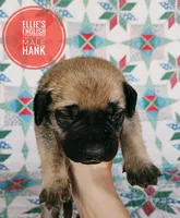 Hank, a male English Mastiff for sale in Kettle Falls, WA – 4 of 8