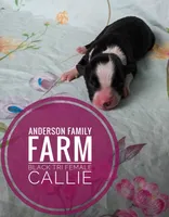 Callie, a female Miniature Australian Shepherd for sale in Kettle Falls, WA – 2 of 3
