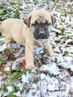 Sheila , a  English Mastiff for sale in Kettle Falls, WA – 5 of 10