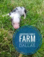 Dallas, a male Miniature Australian Shepherd for sale in Kettle Falls, WA – 3 of 3