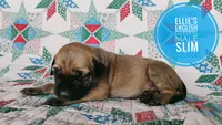 Slim, a male English Mastiff for sale in Kettle Falls, WA – 5 of 9