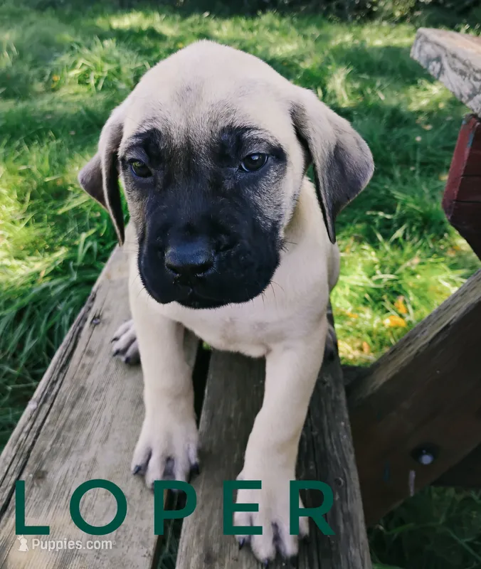 Loper – English Mastiff puppy for sale in Kettle Falls, WA