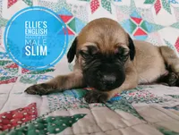 Slim, a male English Mastiff for sale in Kettle Falls, WA – 3 of 9
