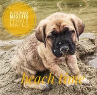 Sheila , a  English Mastiff for sale in Kettle Falls, WA – 2 of 10