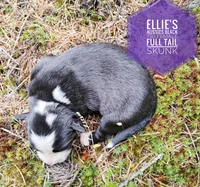 Skunk , a female Miniature Australian Shepherd for sale in Kettle Falls, WA – 2 of 5