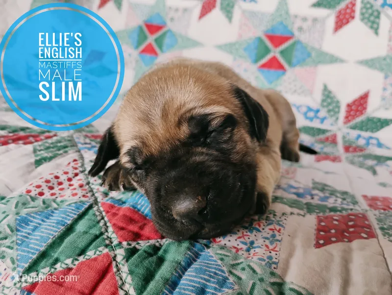 Slim – English Mastiff puppy for sale in Kettle Falls, WA