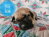 Slim, a male English Mastiff for sale in Kettle Falls, WA – 1 of 9