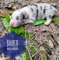 Badger , a male Miniature Australian Shepherd for sale in Kettle Falls, WA – 4 of 6