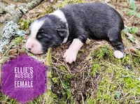 Racoon, a female Miniature Australian Shepherd for sale in Kettle Falls, WA – 3 of 6