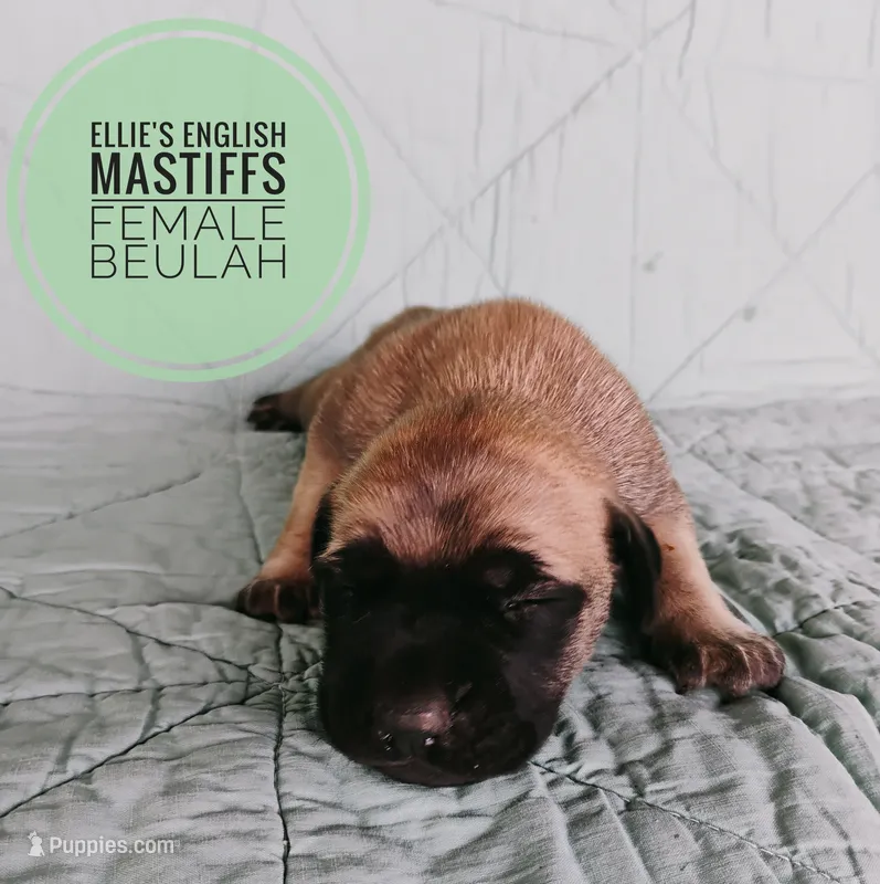 Beulah  – English Mastiff puppy for sale in Kettle Falls, WA