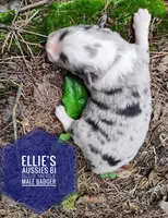 Badger , a male Miniature Australian Shepherd for sale in Kettle Falls, WA – 2 of 6