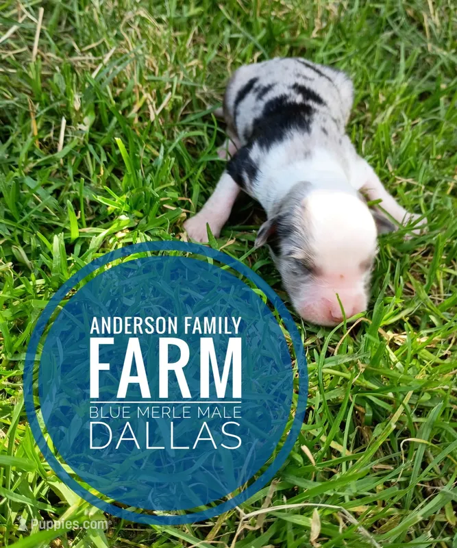 Dallas – Miniature Australian Shepherd puppy for sale in Kettle Falls, WA