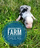 Dallas, a male Miniature Australian Shepherd for sale in Kettle Falls, WA – 1 of 3