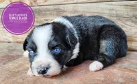 Raccoon, a female Miniature Australian Shepherd for sale in Kettle Falls, WA – 4 of 7