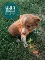 Blaze, a male Miniature Australian Shepherd for sale in Kettle Falls, WA – 5 of 10