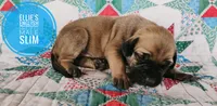 Slim, a male English Mastiff for sale in Kettle Falls, WA – 4 of 9