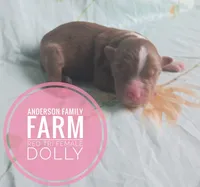 Dolly, a female Miniature Australian Shepherd for sale in Kettle Falls, WA – 3 of 3