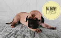 Sally Mae , a female English Mastiff for sale in Kettle Falls, WA – 3 of 7