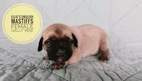 Sally Mae , a female English Mastiff for sale in Kettle Falls, WA – 4 of 7