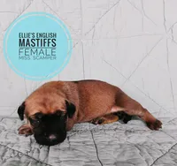 Miss. Scamper , a female English Mastiff for sale in Kettle Falls, WA – 4 of 9
