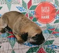 Hank, a male English Mastiff for sale in Kettle Falls, WA – 6 of 8