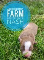 Nash, a male Miniature Australian Shepherd for sale in Kettle Falls, WA – 2 of 3