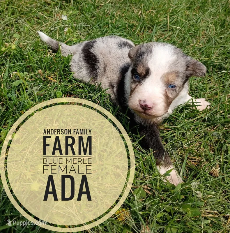 Ada – Miniature Australian Shepherd puppy for sale in Kettle Falls, WA