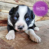 Raccoon, a female Miniature Australian Shepherd for sale in Kettle Falls, WA – 5 of 7