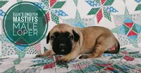 Loper, a male English Mastiff for sale in Kettle Falls, WA – 3 of 9
