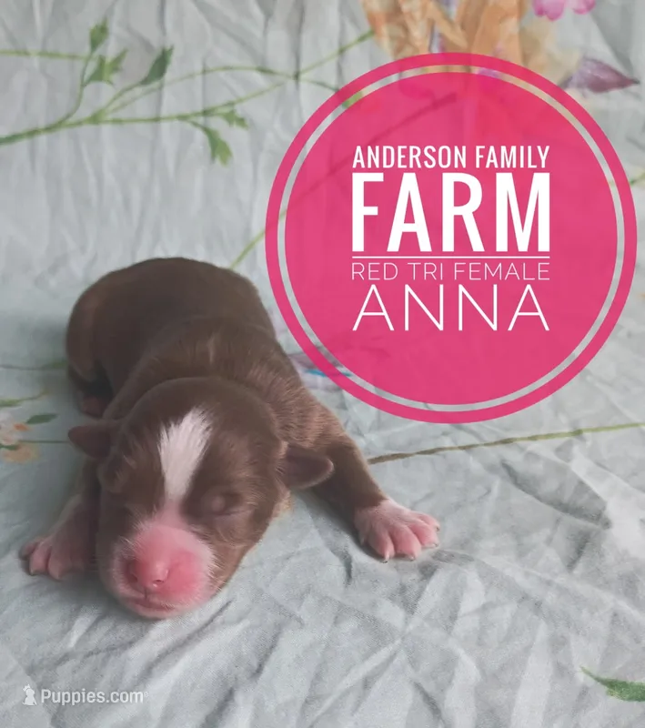 Anna – Miniature Australian Shepherd puppy for sale in Kettle Falls, WA
