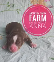 Anna, a female Miniature Australian Shepherd for sale in Kettle Falls, WA – 1 of 3