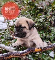 processed/14663cad-f23e-4245-ac2f-98fb4db8804a/listing/8ed25906-9619-43d7-9dcb-f8eb744e1c02/5c37826f-8679-4898-bdef-c943acf5ca74