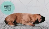 Maggie , a female English Mastiff for sale in Kettle Falls, WA – 2 of 8